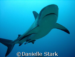 Black Tip reef shark in Roatan by Danielle Stark 